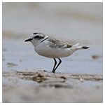 carl-jacobsen_snowy-plover